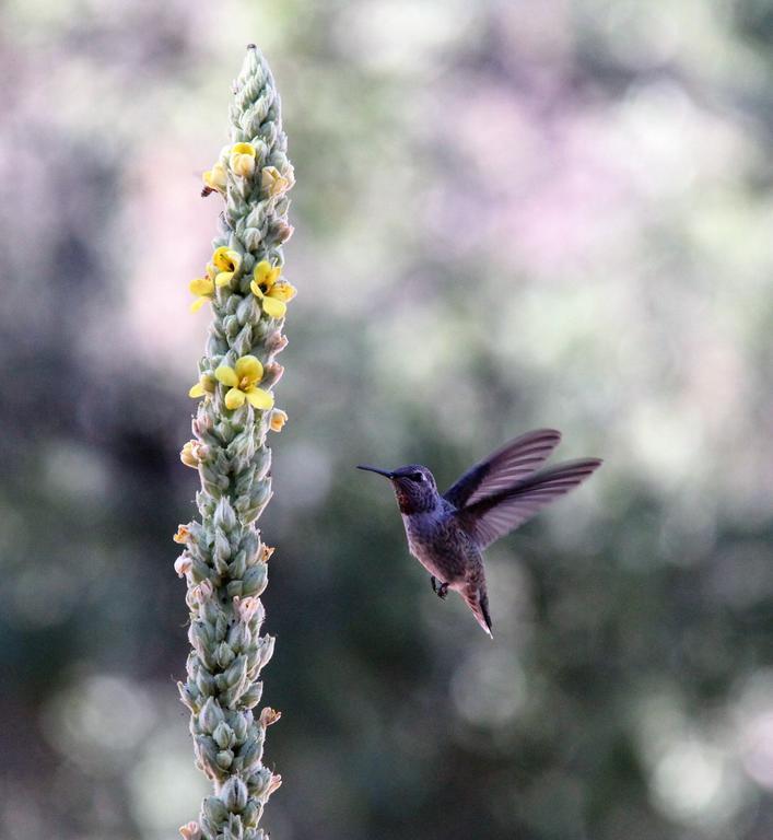 Bed and Breakfast Red Tail Ranch Groveland Esterno foto