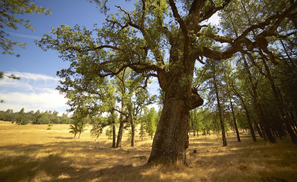 Bed and Breakfast Red Tail Ranch Groveland Esterno foto