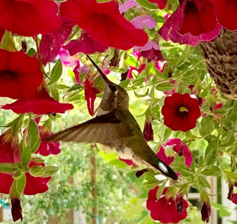 Bed and Breakfast Red Tail Ranch Groveland Esterno foto